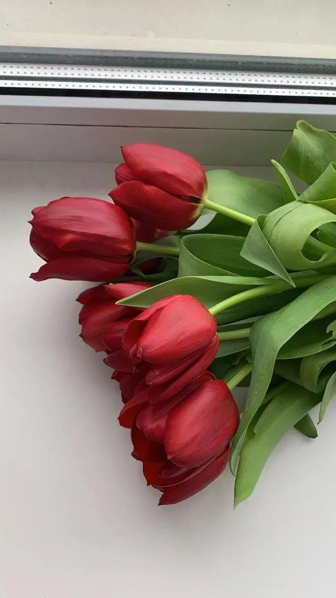 صورة مستخدم